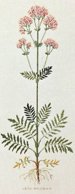 Commen Valerian