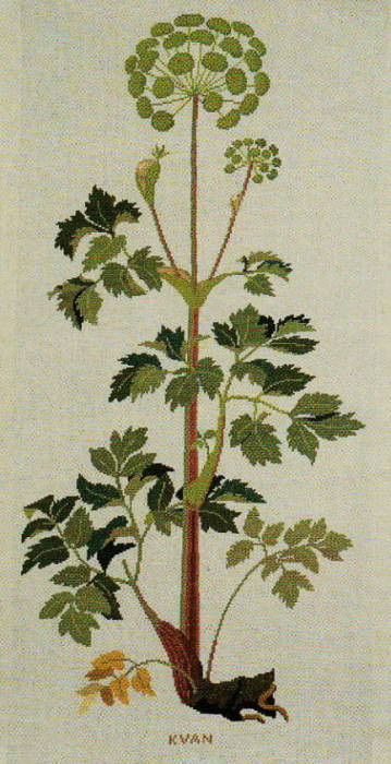Wild Celery