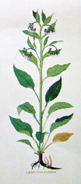 Comfrey
