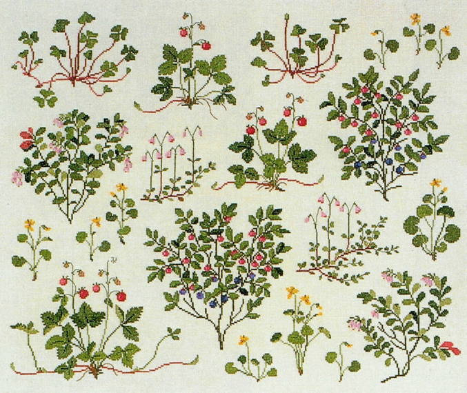 Berries of the Forrest