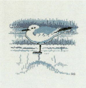 Black Headed Gull