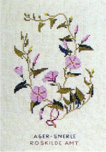 Field Bindweed