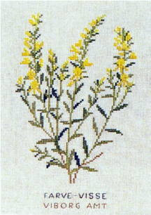 Dyers Greenweed