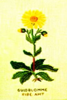 Arnica