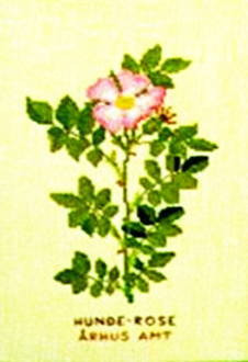 Dog Rose
