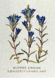 Gentian
