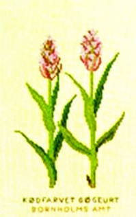Marsh Orchid