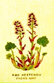 Butterbur