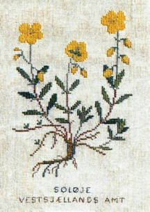 Rock Rose