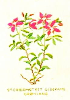Fireweed