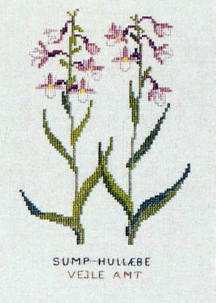Marsh helleborine