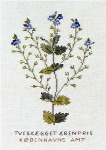 Speedwell