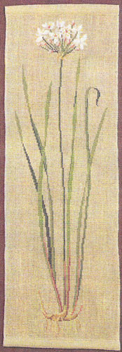 Flowering Rush