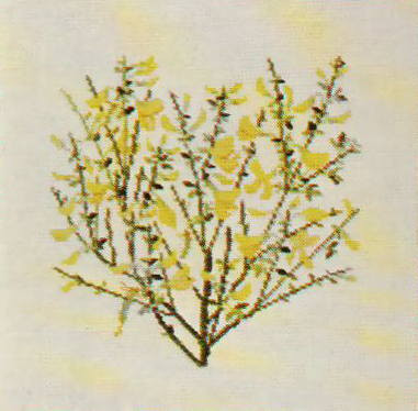 Common Broom