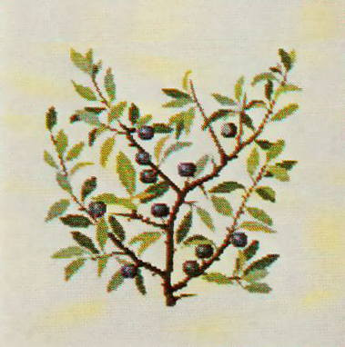 Sloe