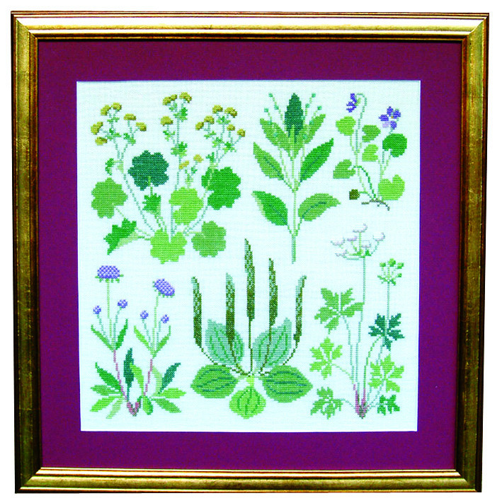 Lady's Mantle