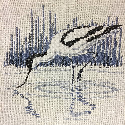 Pied Avocet