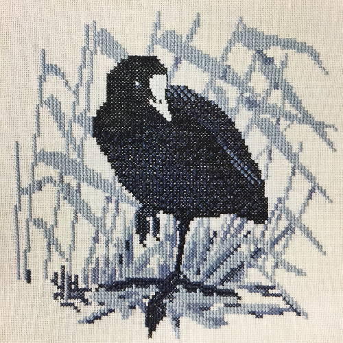 Coot