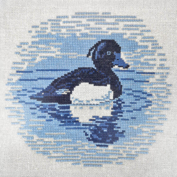 Tufted Duck