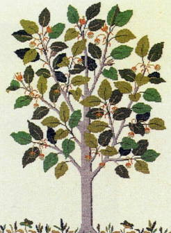 Beech