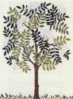 Mountain Ash