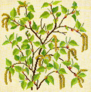 Birch