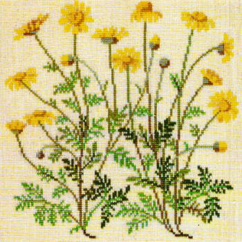 Chamomile