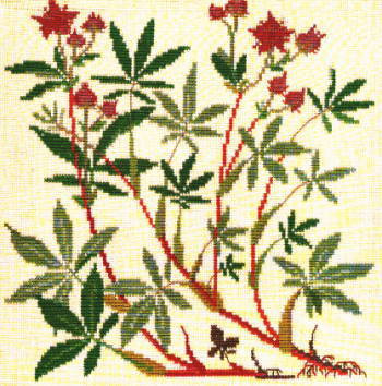 Marsh Cinquefoil