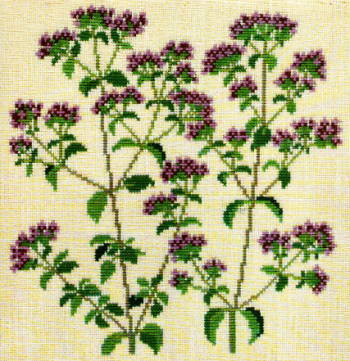 Marjoram