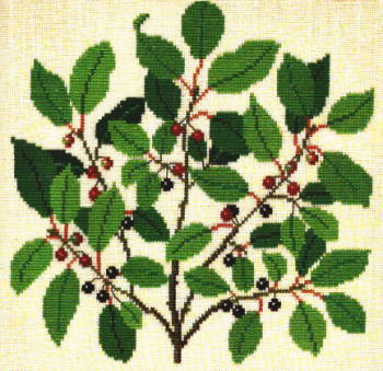 Alder Buckthorn