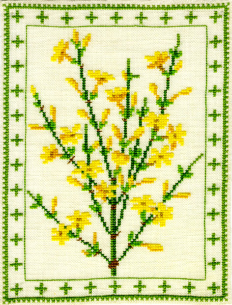 Winter Jasmine