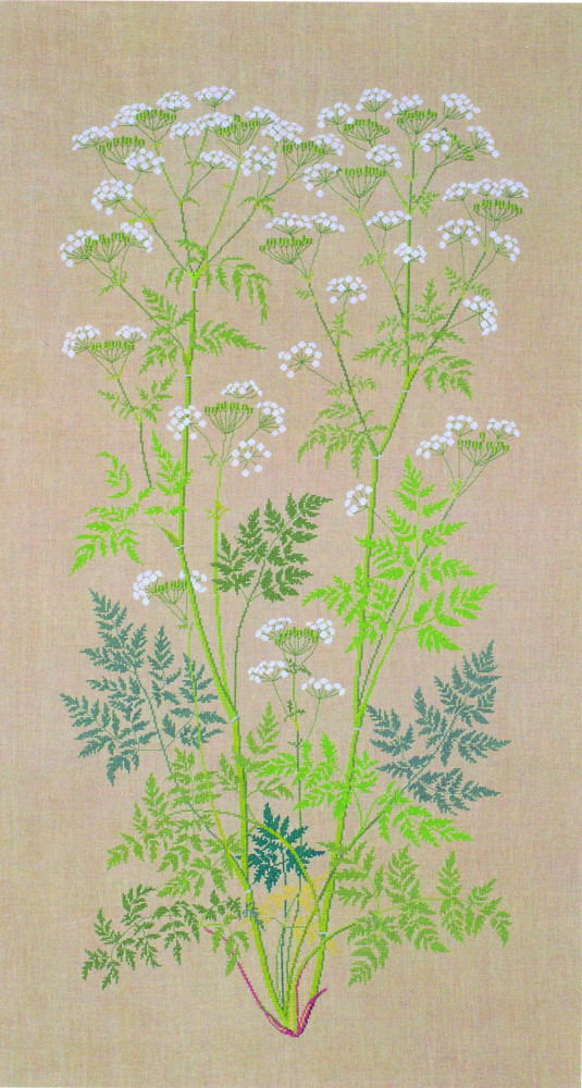 Wild Chervil
