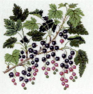 Blackcurrant