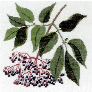 Elder