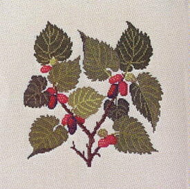 Black Mulberry