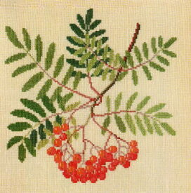 Mountain Ash