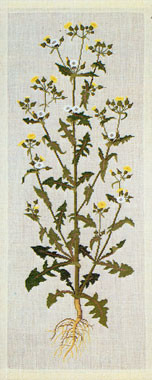Milk Thistles