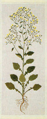 Nipplewort