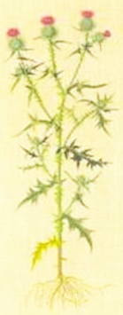Thistle