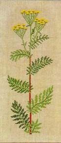 Tansy