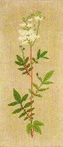 Meadowsweet