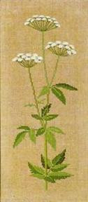Ground Elder