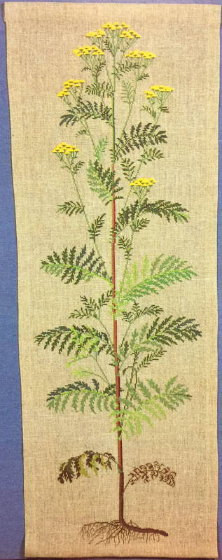 Tansy