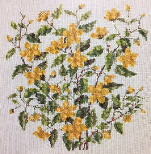 Kerria Japonica