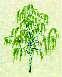 Birch