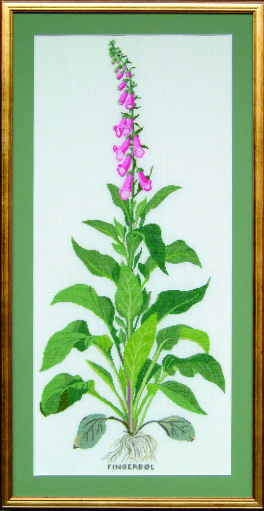 Foxglove