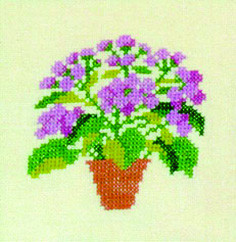 Ageratum