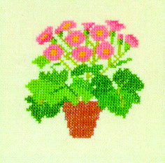 Cineraria