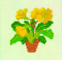 Yellow Auricula