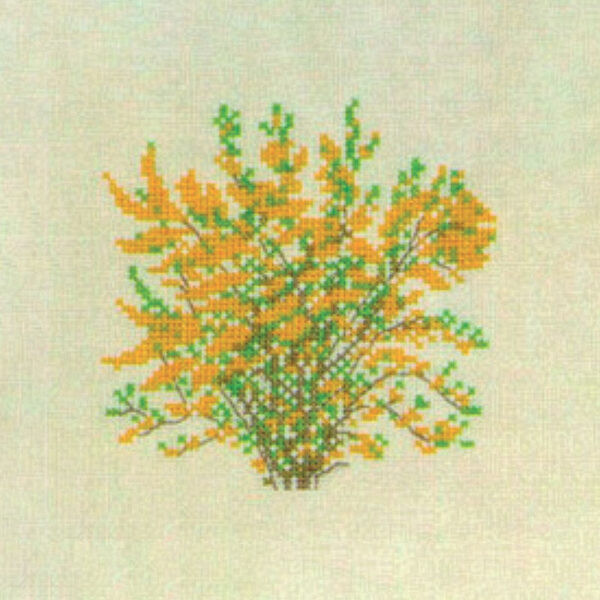 Forsythia